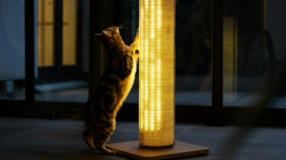 En katt klöser på klösträdet Switch med gula ljus 