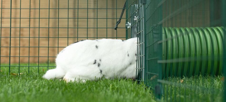En vit kanin på väg in i ett Zippi tunnelsystem