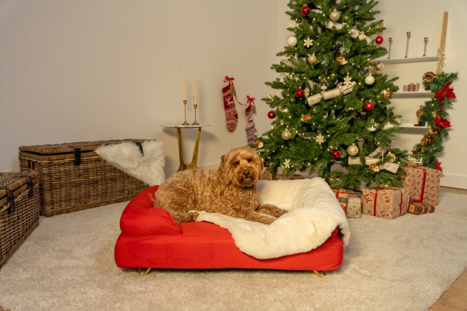 En hund ligger på en rubinröd bolsterbädd från Omlet som står vid en julgran