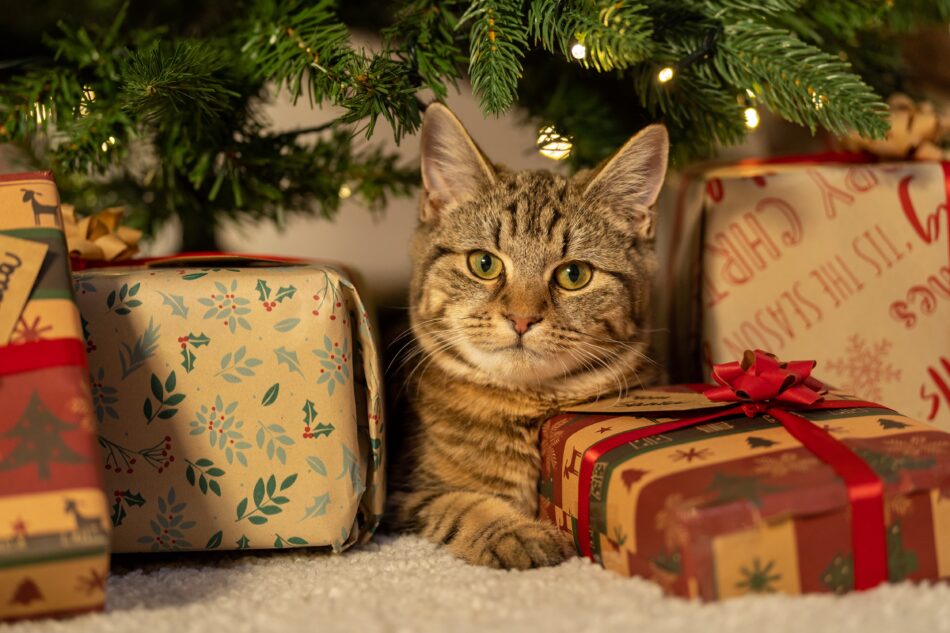 En katt under en julgran och omringad av julkappar