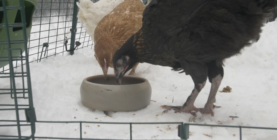 Två bruna hönor äter från en skål som står ute i snön