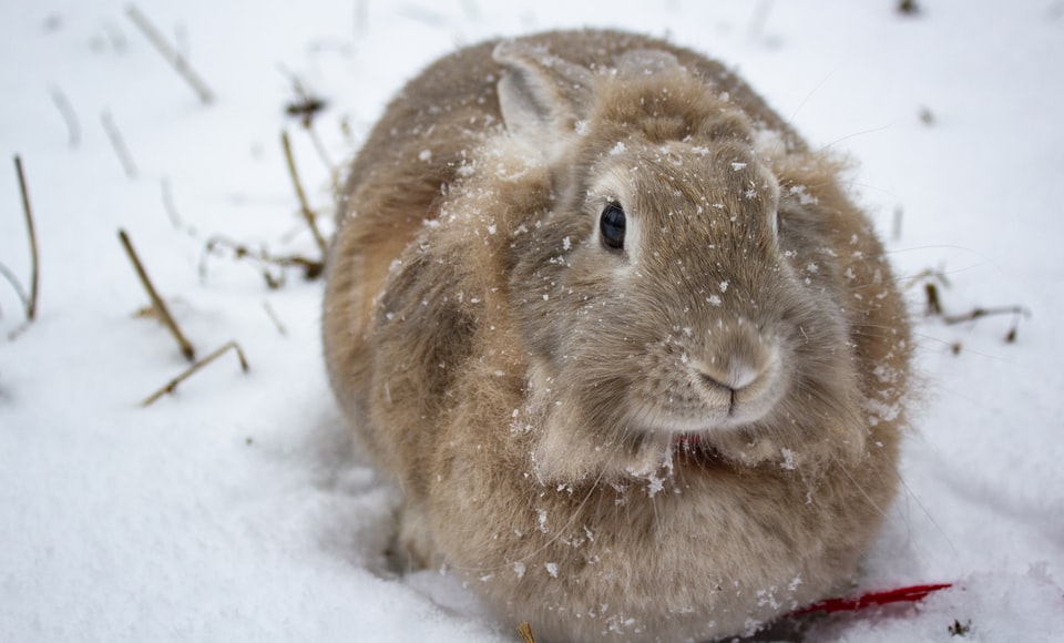 En fluffig brun kanin i snön