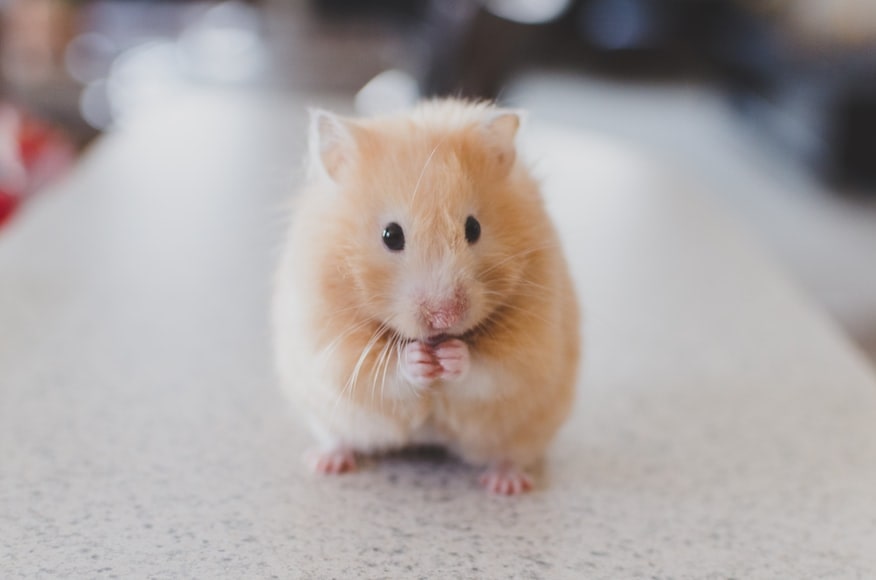 En hamster står på bakbenen