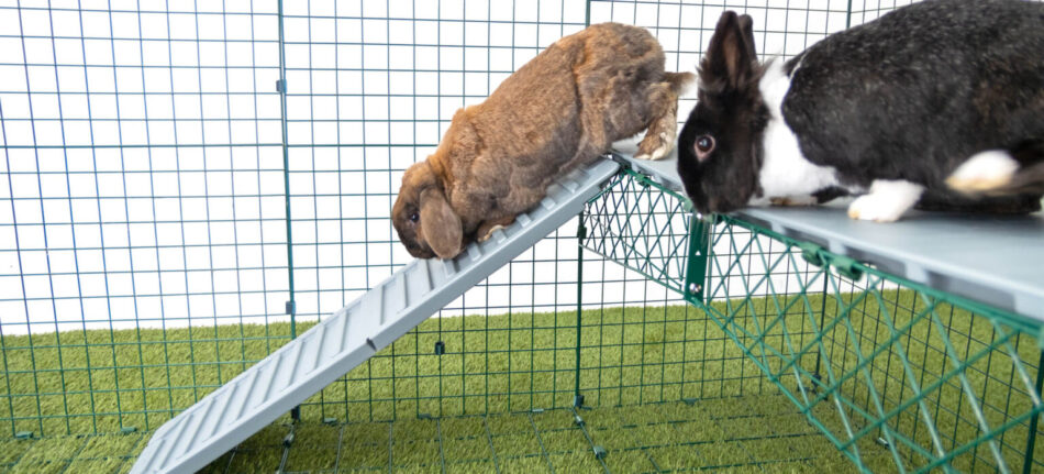 Kaniner i en kaningård  hoppar ner för Zippi-plattformar från Omlet