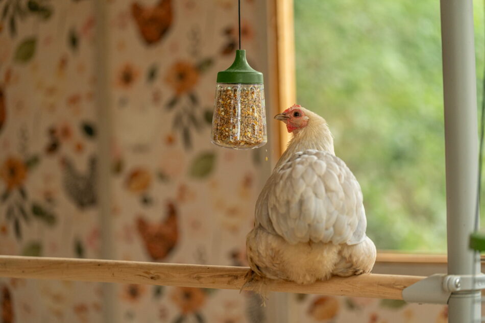 en höna sitter på en sittpinne och pickar på en pickleksak