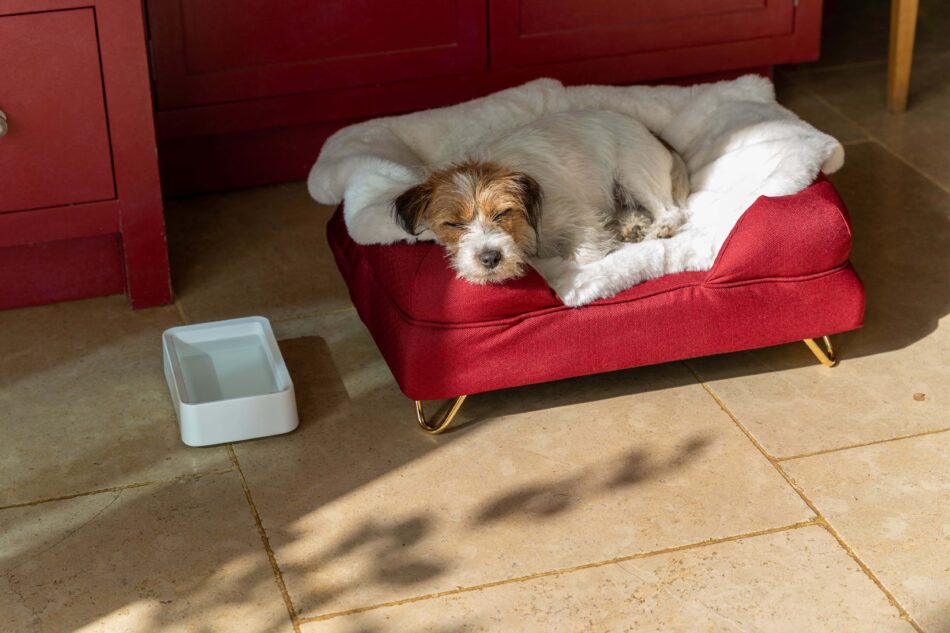 En hund sover på Omlets hundfilt i fuskpäls bredvid en matskål från Omlet