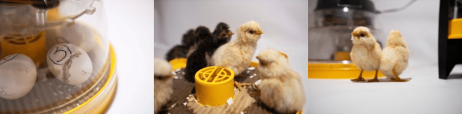 Ruva och kläck ägg med en Brinsea Mini ll Eco med inkubator