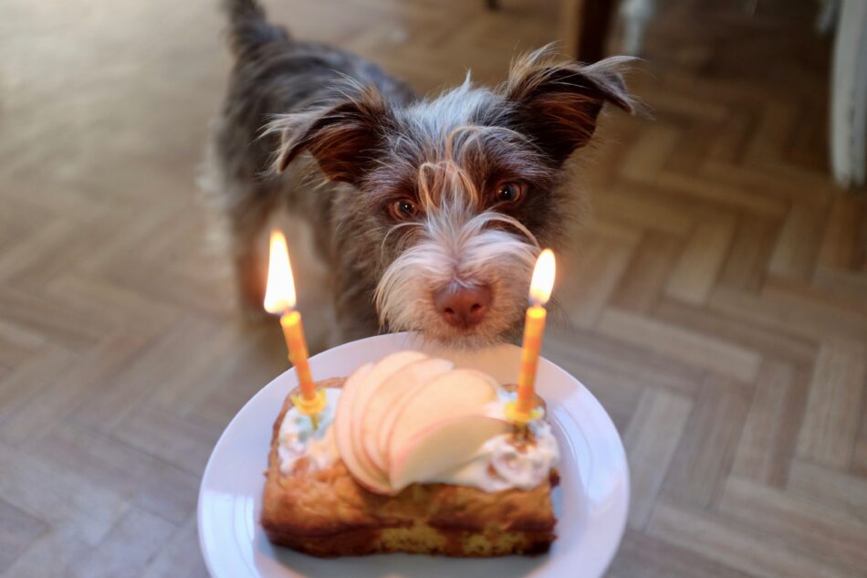 En brun hund tittar på en födelsedagstårta på ett hundkalas