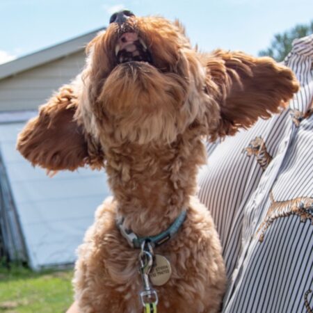 Tårtrecept kalas för hund