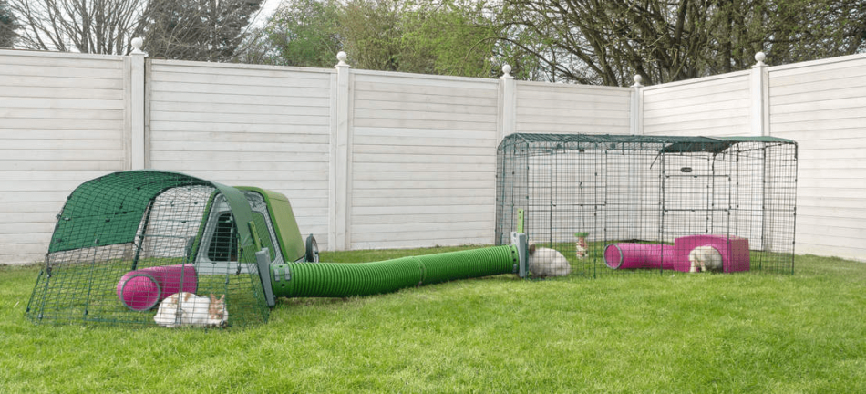 Kaniner utomhus i sommarväder, de är i sin Zippi kaningård som är ansluten till ett Zippi tunnelsystem