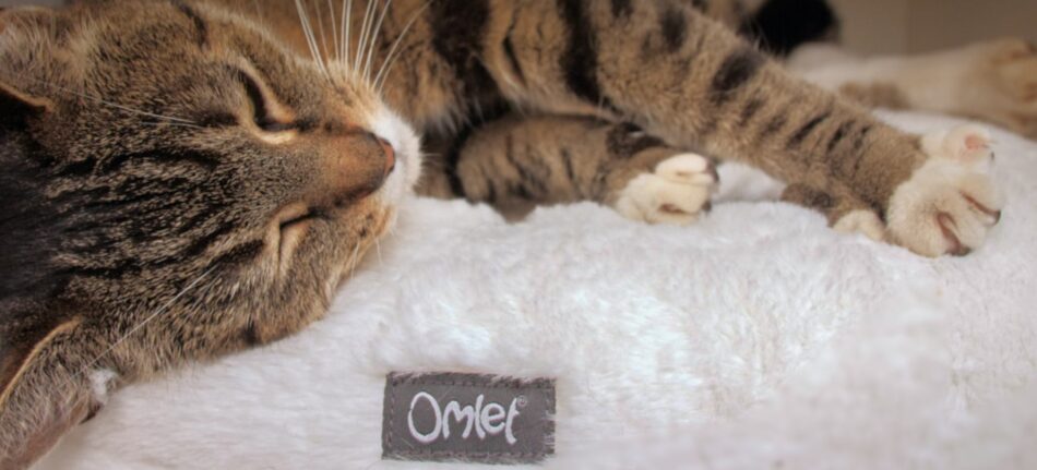 En katt sover på den snövita kattsängen Maya donut