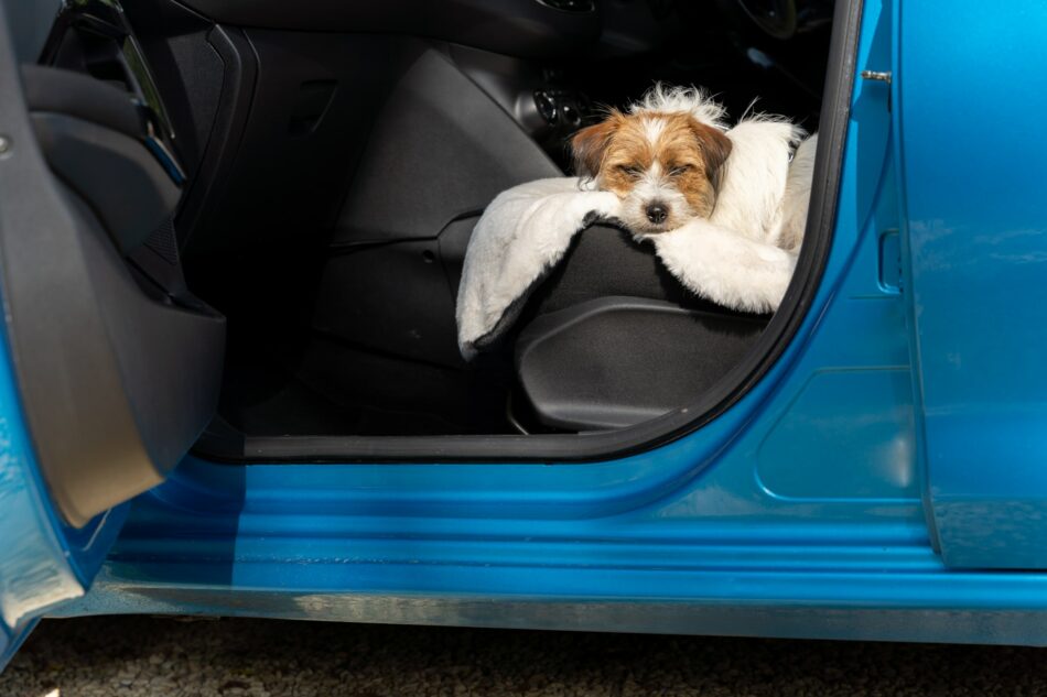 Terrier hund som åker bil vilar på Omlets lyxiga hundfilt i fuskpäls