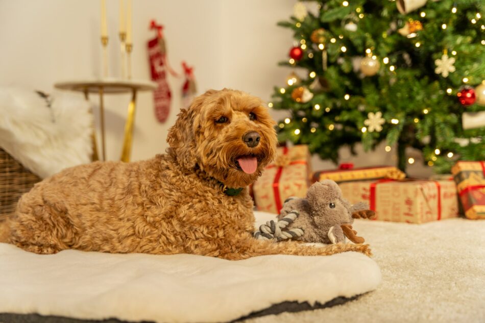 En Cockerpoo sitter vid en julgran på Omlets lyxiga hundfilt i fuskpäls 