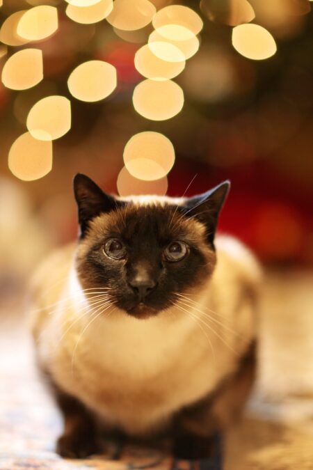 En svart och vit katt som ligger ner framför en suddig bakgrund med julgransljus