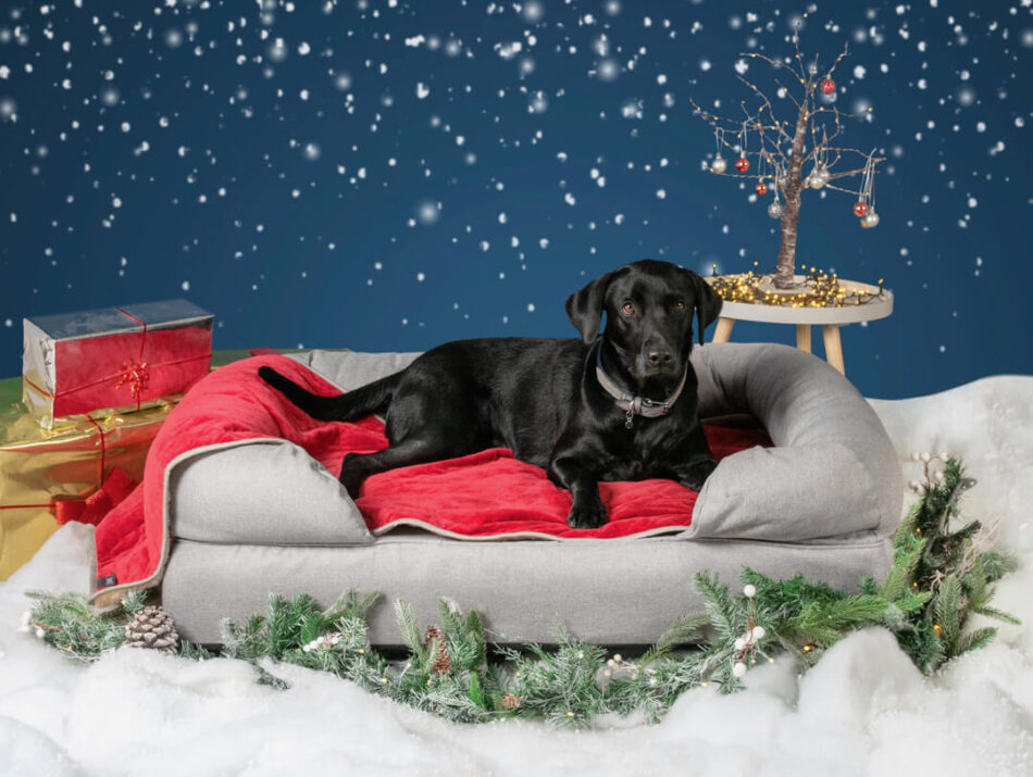 En svart Labrador på en grå bolsterbädd med juldekorationer  