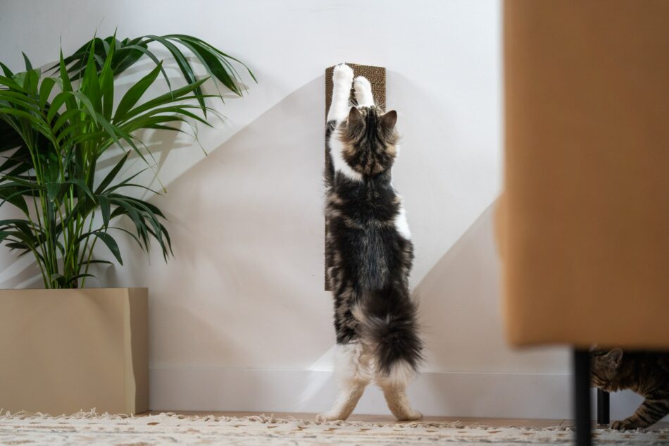 En katt använder Omlets väggmonterade Stak klösträd 