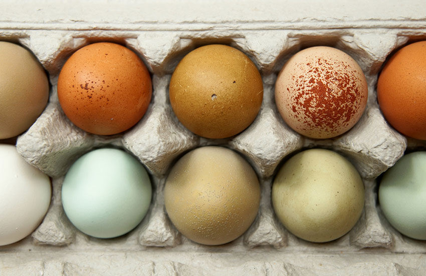 Flerfärgade hönsägg i en äggkartong