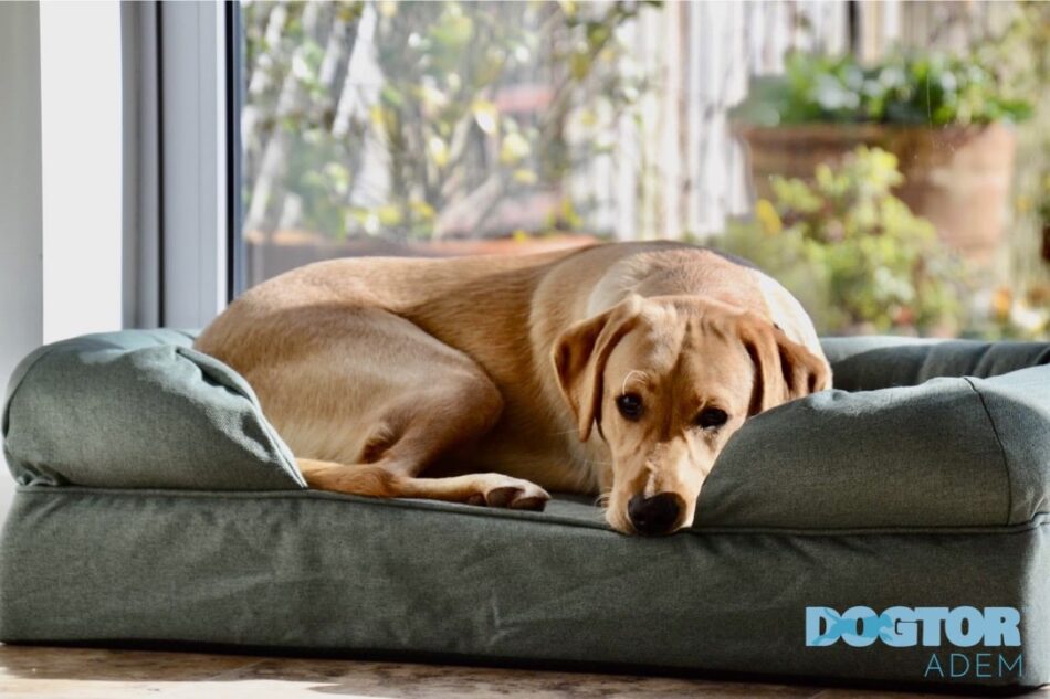 Labrador ligger på en bolsterbädd från Omlet under träningen för att lära sig kommandot “gå till din säng”