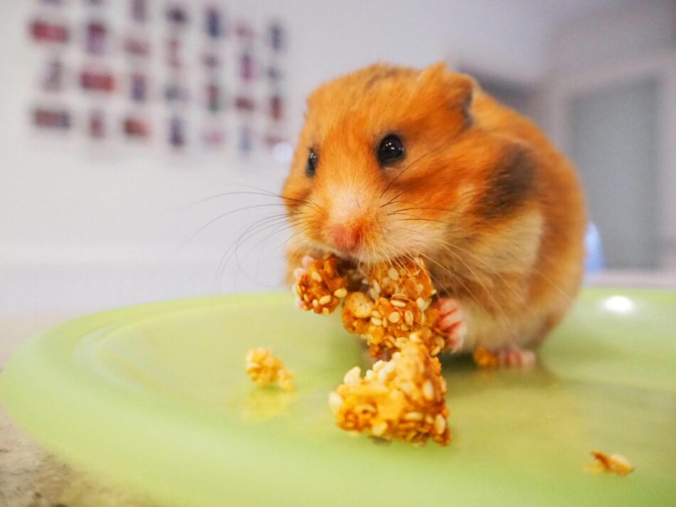 En hamster äter en hemmagjord godsak