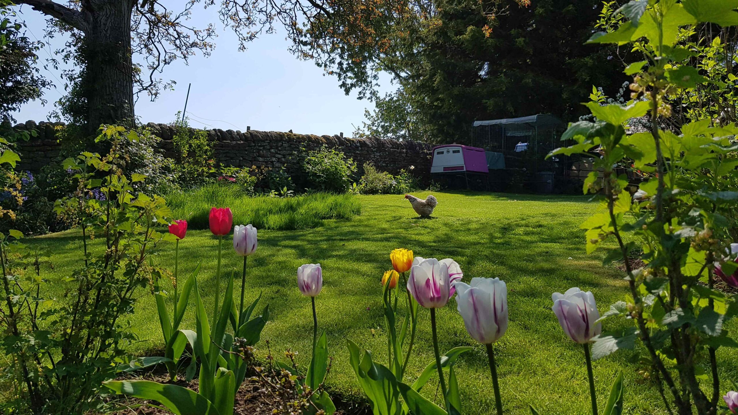 En höna står framför ett lila Eglu-hönshus i en trädgård