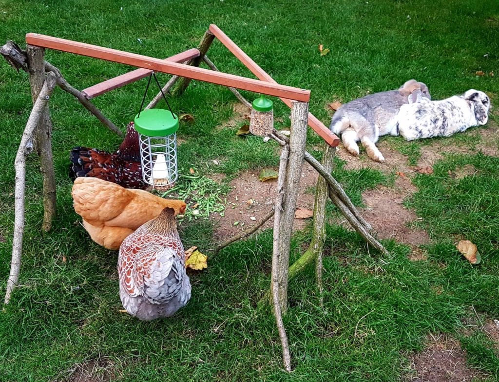 Kaniner och höns tillsammans utomhus runt en Caddi godsaksbehållare 
