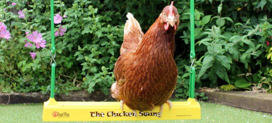 En höna av rasen gingernut ranger sitter på The Chicken Swing från Omlet i en trädgård