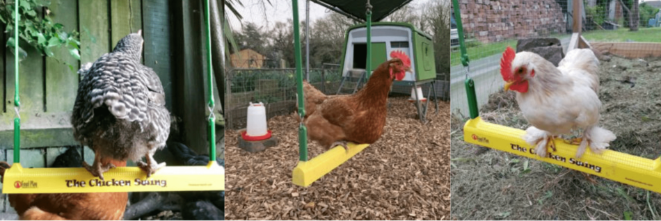 Ett collage av bilder på hönor som använder The Chicken Swing från Omlet