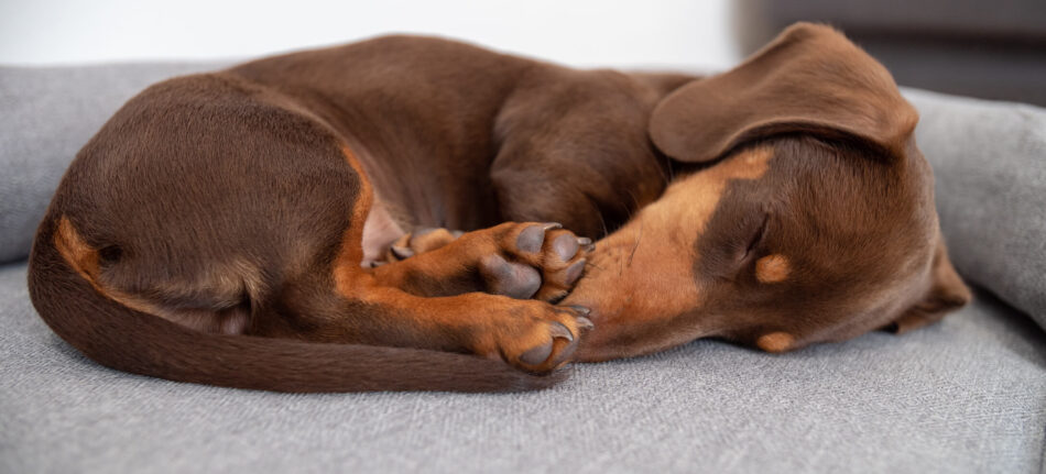 Hundens olika sovställningar och vad de betyder