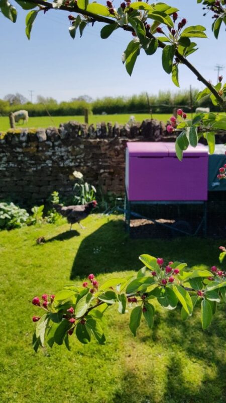 Ett lila Eglu-hönshus från Omlet står i en trädgård sommartid
