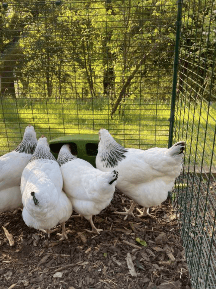 Fyra vita hönor äter ur en foderbehållare från Omlet