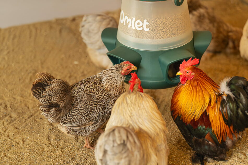 Höns äter från Omlets spillfria foderautomat som hängts upp i gården utanför ett hönshus i trä