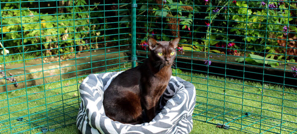 En svart katt sitter på en kattbädd i Omlets kattgård