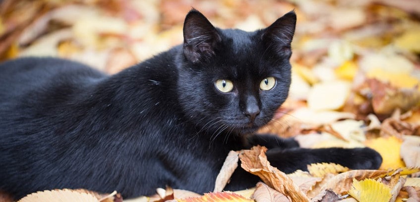 En svart katt sitter på löv utomhus