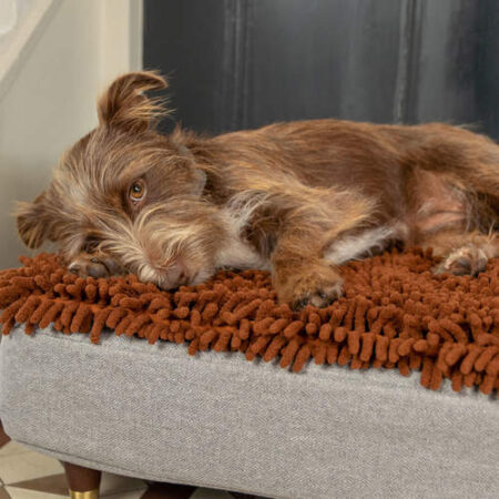En brun hund sover på hundsängen Topology med en bäddmadrass i mikrofiber