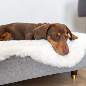 En brun tax sover på hundsängen Topology med en bäddmadrass i fårskinn