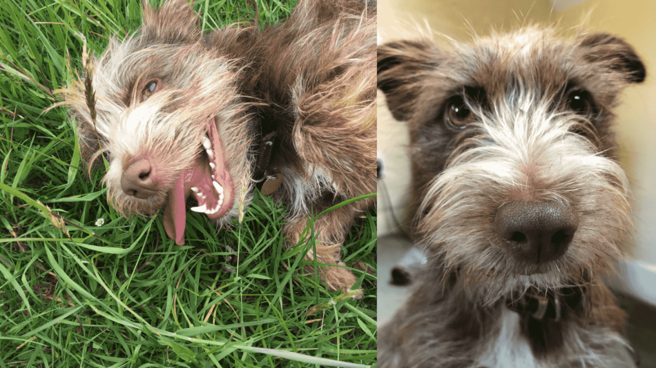 Ett collage av en brun hund som skrattar