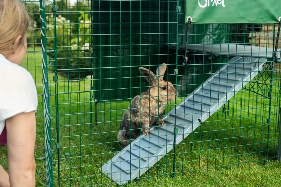 Kanin hoppar på Omlet Zippi kanin-plattform medan ägaren ser på  