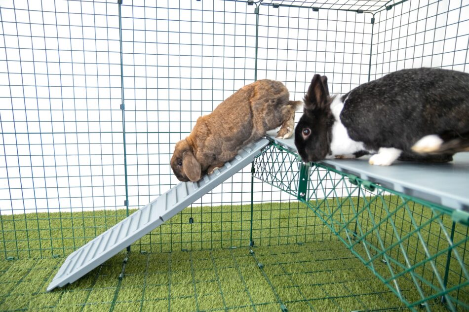 Två kaniner använder Omlet Zippi kanin-plattformar  