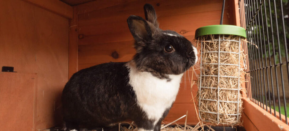 En svart och vit kanin äter från en Caddi godsaksbehållare
