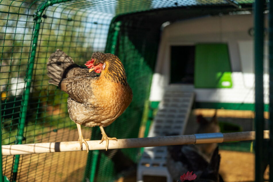 En höna sitter på en sittpinne i hönshuset Eglu Pro
