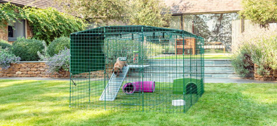 En kanin hoppar ner för en Zippi-plattform för kaniner i en Zippi-kaningård