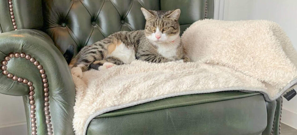 En katt vilar på en lyxig och supermjuk kattfilt från Omlet