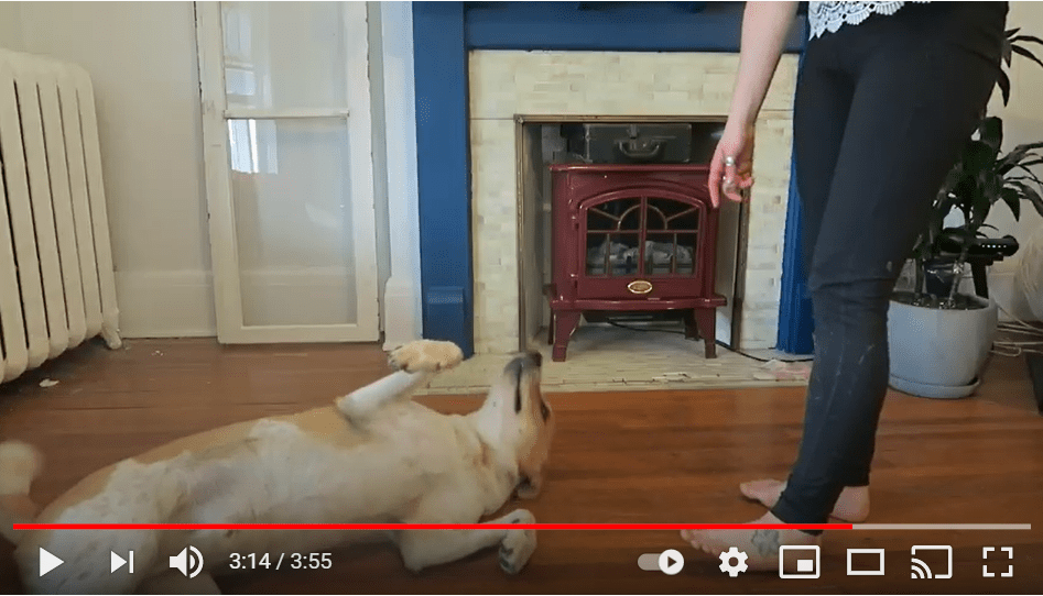 Skärmdump från en Youtube-video som visar en hund som lär sig att spela död