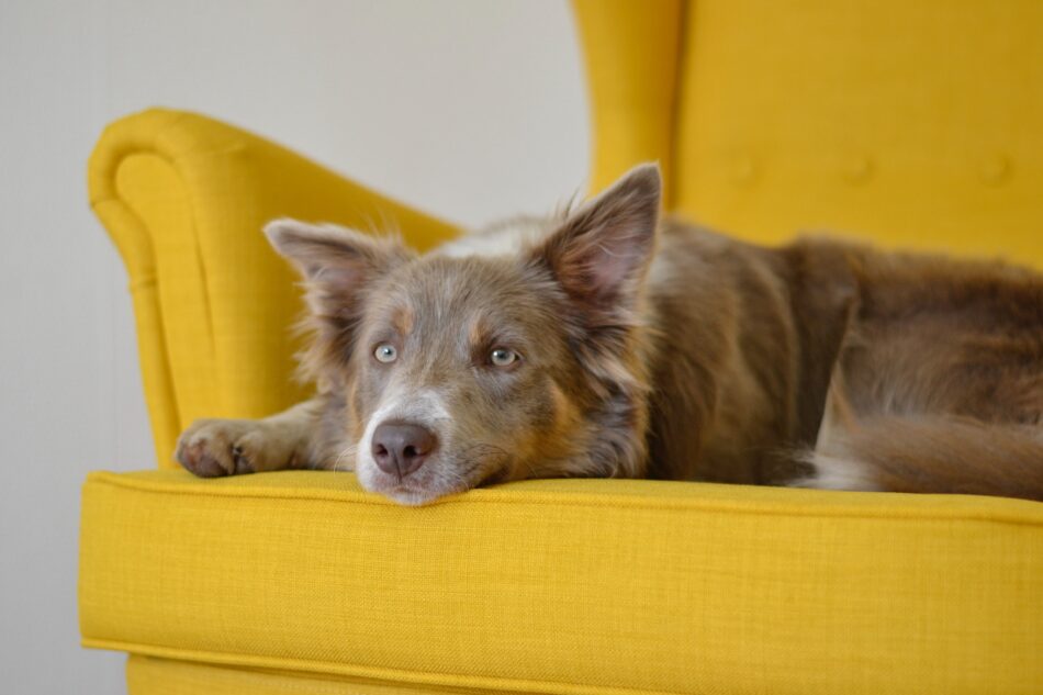 En border collie ligger på en gul soffa