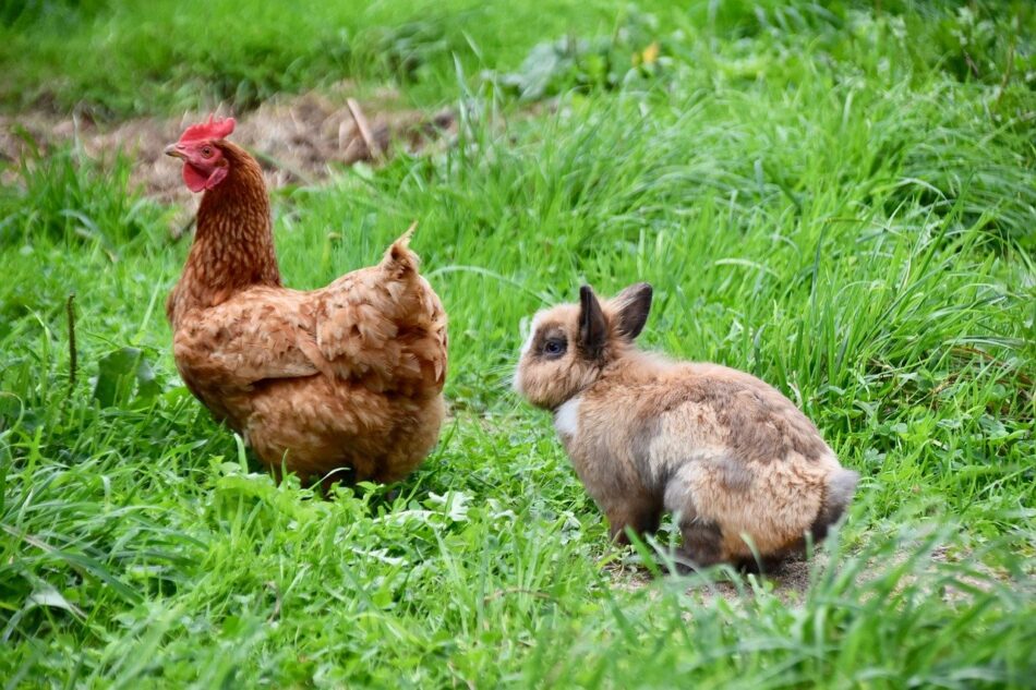 En brun kanin skuttar bakom en höna