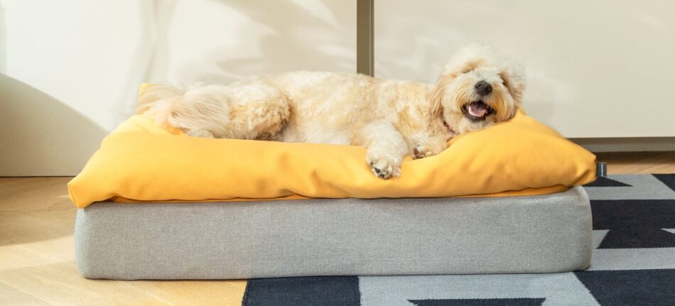 En hund ligger på hundsängen Topology från Omlet som har den gula bäddmadrassen beanbag