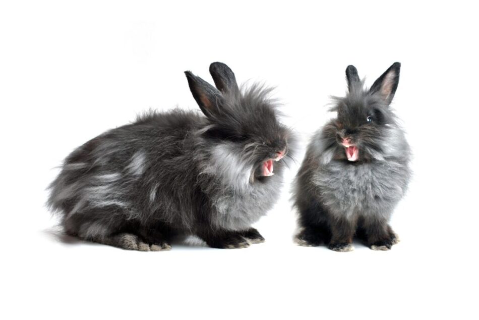 Två grå, arga och aggressiva kaniner