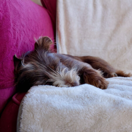 Brun hund som vilar på en filt på en röd soffa