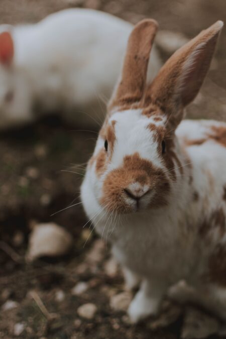brun och vit kanin med öronen på skaft
