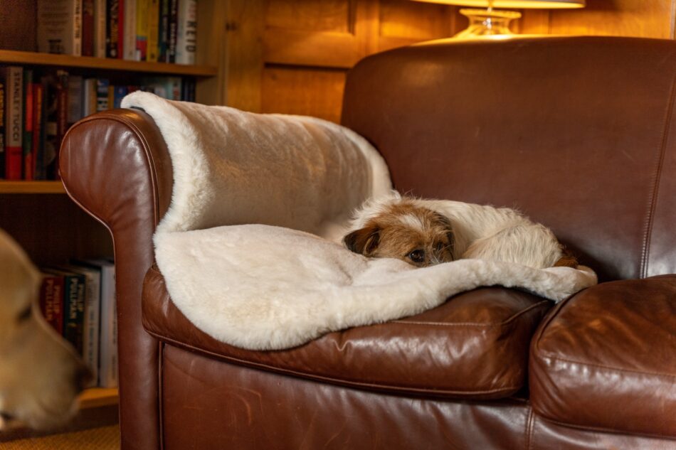 En terrier sover i soffan på Omlets lyxiga hundfilt i fuskpäls  